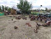 Domestic ducks in the farm yard