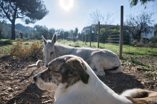 farm animals dog and donkey together