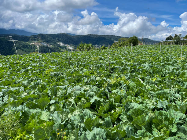 istock Rows of vegetable crops on organic smallholding farm 1997507699