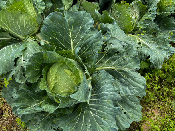 istock Close up view vegetable crops on organic smallholding farm 1997508224