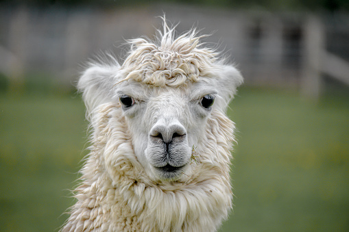 Alpaca (Vicugna pacos) in the Chimborazo National Park, Andes, Ecuador