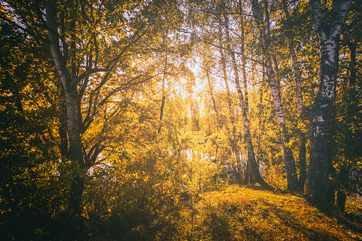 Birch grove with golden leaves in golden autumn, illuminated by the sun at sunset or dawn. Aesthetics of vintage film. Landscape.