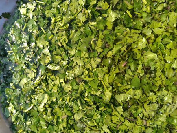 coriander spice - cilantro coriander seed leaf garnish стоковые фото и изображения