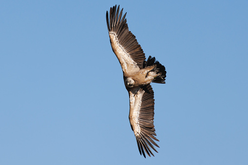 Sharp turn in flight of the vulture Gyps Fulvus with blue sky background, Alcoy, Spain