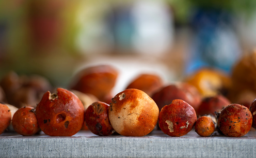 Still life with mushrooms. Small autumn boletuses on the table.