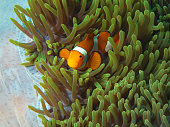 Anemonefish are very curious: Nemofish in its magnificent anemone (Heteractis magnifica) in the coral reef, underwater photography taken in Raja Ampat, Indonesia. Finding Nemo! Clownfish in green anemone