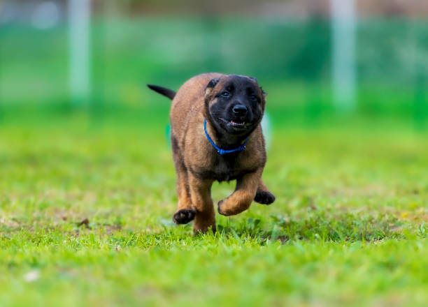istock Malinois puppy running on the grass. Selective focus on the dog 1997540226