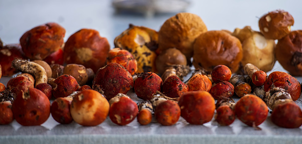 Still life with edible mushrooms. Autumn boletuses with red caps are very tasty and healthy food.