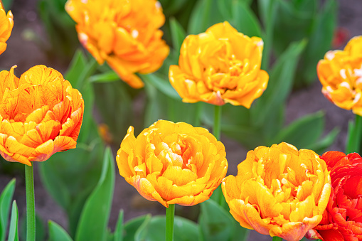 Blooming yellow orange tulips flowers in garden outside. Double tulip variety, Double Beauty of Apeldoorn. Spring time, nature gardening, floral background.