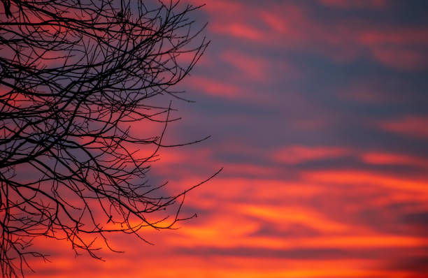 Landscape with a silhouette of black thin graphic branches of a birch against the backdrop of a blazing sunset sky.