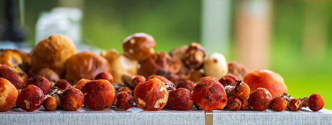 Autumn still life with a harvest of boletus mushrooms. Bright red mushrooms on a gray tablecloth.