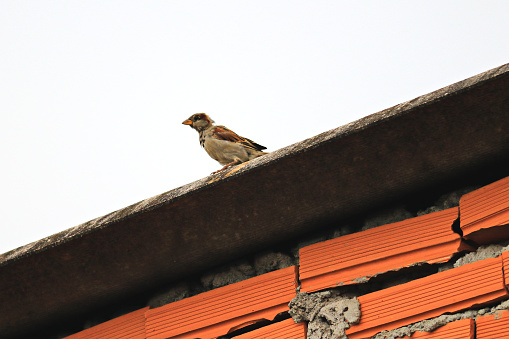 baby sparrow perched on a roof with asbestos tiles, under a pale sky - POA,  SAO PAULO,  BRAZIL