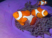 Anemonefish are always on the move: Amphiprion ocellaris in their magnificent anemone in the coral reef. Underwater photography taken in Raja Ampat, Indonesia. Finding Nemo! 3 clownfish in a bright purple colored anemone.