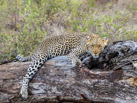 Leopard relaxing laying down on a tree trunk, South Africa