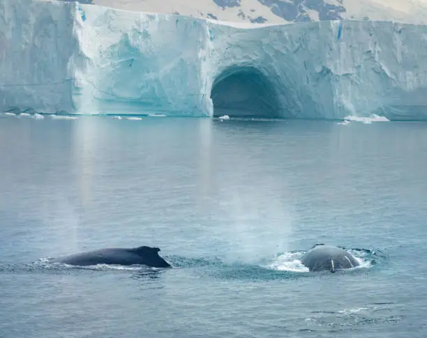 Photo of Paradise Bay, Gerlach Straight, Antarctica