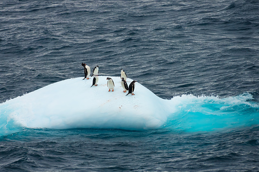 Iconic image of a flock of penguins on an ice float surrounded by the stunning scenery of Elephant Island, Antarctica