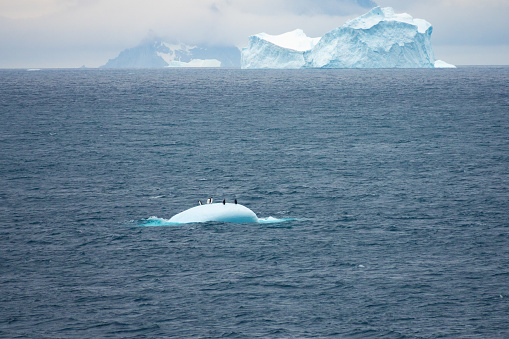 Iconic image of a flock of penguins on an ice float surrounded by the stunning scenery of Elephant Island, Antarctica