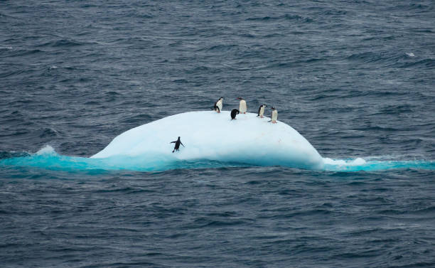 Gentoo and chinstrap penguins trying to rest on a shaky ice float on rough waters off Elephant Island, Antarctica