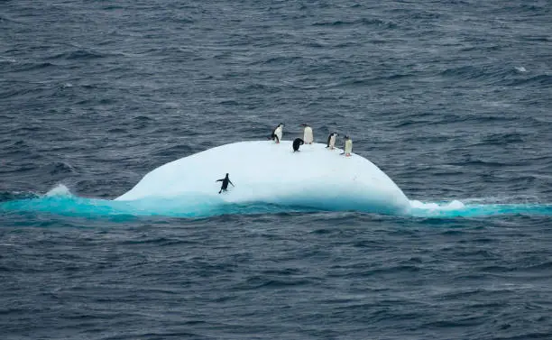 Photo of Gentoo and chinstrap penguins trying to rest on a shaky ice float on rough waters off Elephant Island, Antarctica