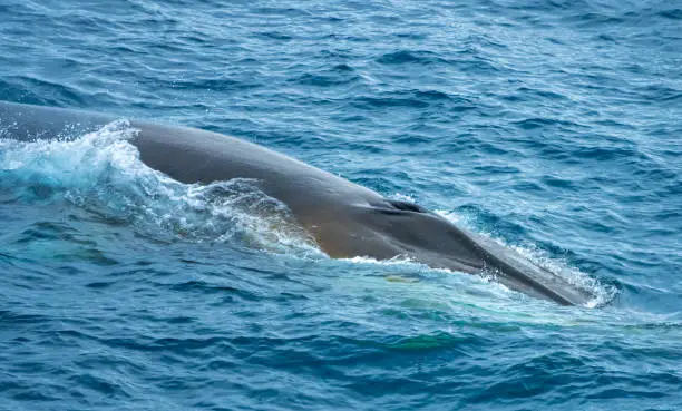 Photo of Extraordinary concentration of fins hampbackwhales feeding in the nutrient rich waters off the coast of Elephant Island, Antarctica