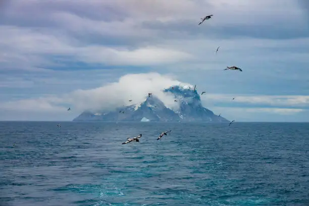Photo of Distant view of Elephant Island with flock of light-mantled sooty albatrosses in the foreground, Antarctica