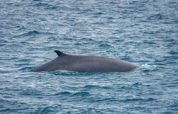 Photo of Extraordinary concentration of fins hampbackwhales feeding in the nutrient rich waters off the coast of Elephant Island, Antarctica