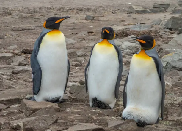 Photo of Stoic trio of King Penguins breeding at Lagoon Bluff, Stanley, Falkland Islands (Islas Malvinas), UK