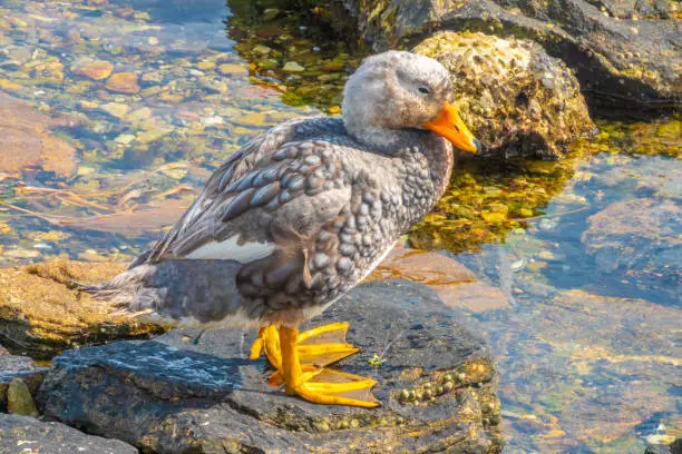 Photo of Endemic duck species, Stanley, Falkland Islands (Islas Malvinas), UK