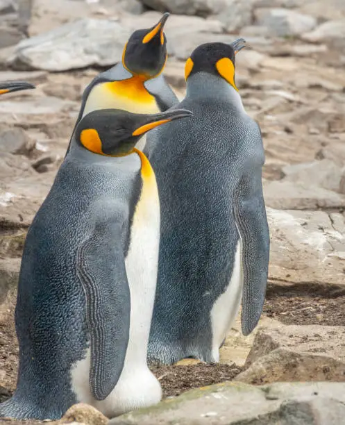 Photo of Trio of King Penguins patiently incubating their respective eggs  at Lagoon Bluff, Stanley, Falkland Islands (Islas Malvinas), UK