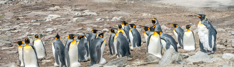 A single moulting king penguin among a breeding colony of their breathen at Bluff Lagoon, Stanley, Falkland Islands (Islas Malvinas), UK