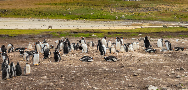 Only in the Fakland Islands: Gentoo penguin rookeries next to grass fields with free roaming sheep, Lagoon Bluff, Falkland Islands, UK