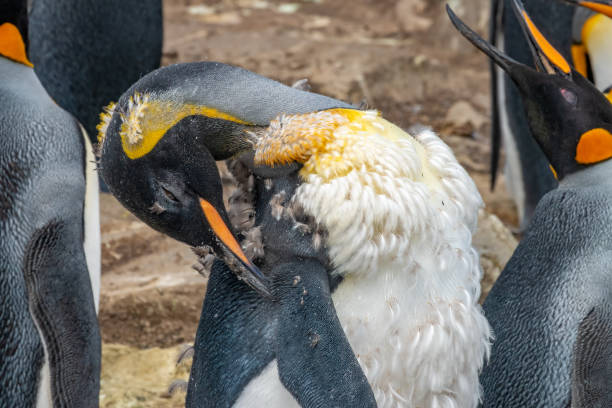 istock Moulting king penguin feeling miserable trying to pluck its old feathers, Lagoon Bluff, Stanley, Falkland Islands (Islas Malvinas), UK 1997580374
