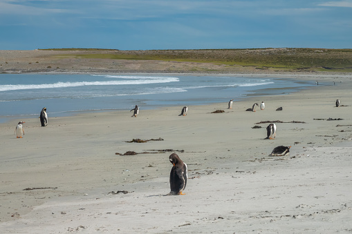 King and Gentoo penguins on beach travelling back and forth between the ocean and their rookeries. Lagoon Bluff, Falkland Islands, UK