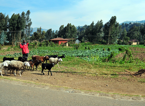 Hesha / Mukamira, Nyabihu District, Western Province, Rwanda: a shepherd, carrying his staff  on his shoulders, walks a mixed flock of sheep and goats along the NR2 road. Cabbage field and eucalyptus trees in the background.
