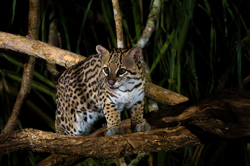 Ocelot at night, Pantanal Wetlands, Brazil