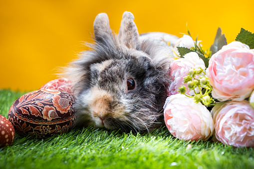 Easter bunny with spring flowers