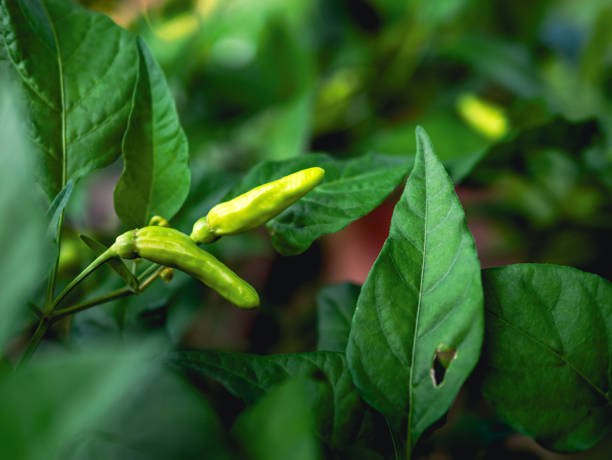 istock Green young chili peppers on the chili tree 1997588297