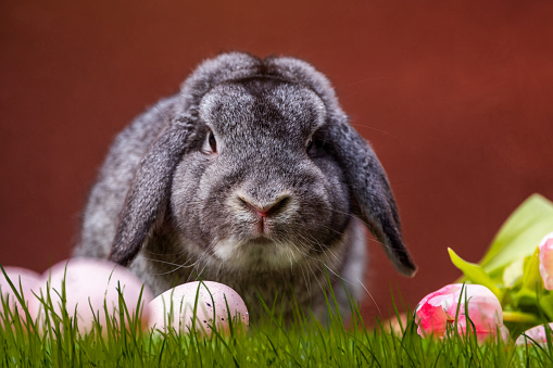 Easter bunny with spring flowers