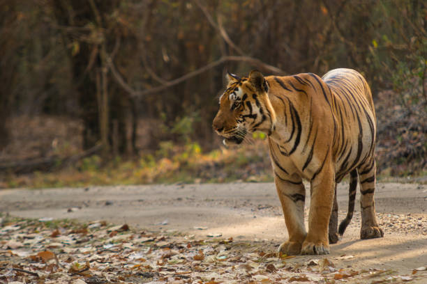 istock Bengal or Indian Tiger Hunting in India 1997588810