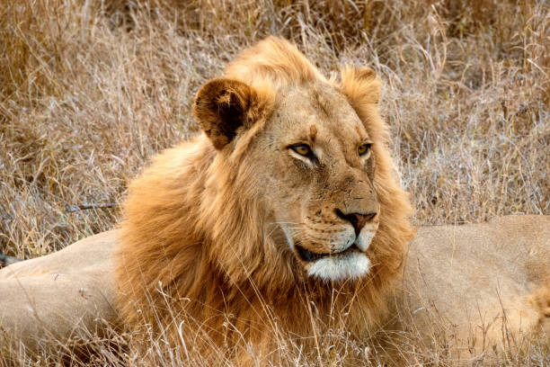istock Male Lion in South Africa 1997589355