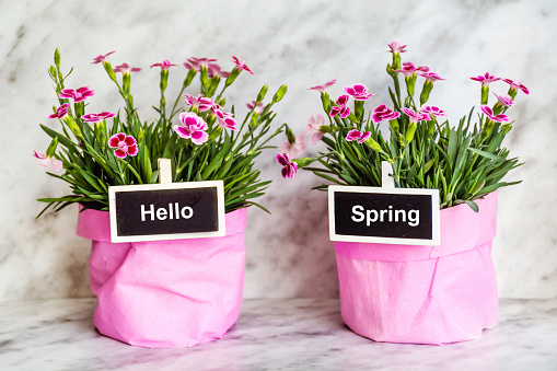 Hello Spring text on wooden blocks and Clove Flowers in Pots
