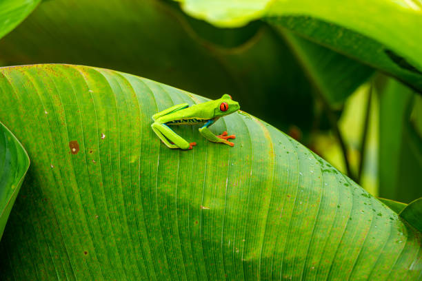Red-eyed Leaf Frog or Tree Frog on a leaf in Costa Rican rain forest, Costa Rica, Central America