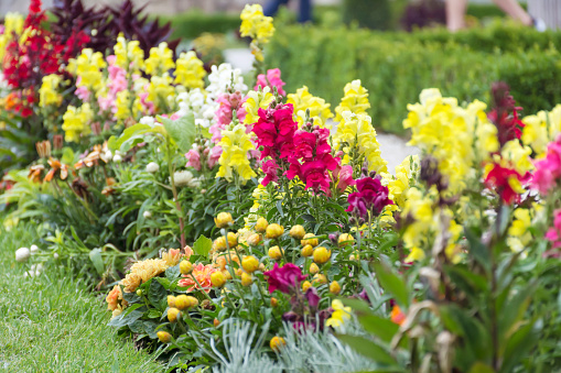 A large area of colorful snapdragons blossoming in the park