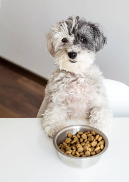 istock Dog  with full bowl . Diet time 1997603127