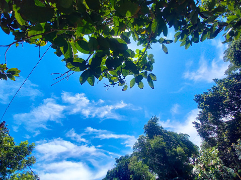 View of blue sky and leaves