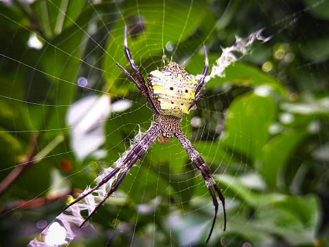 Spiders and their webs