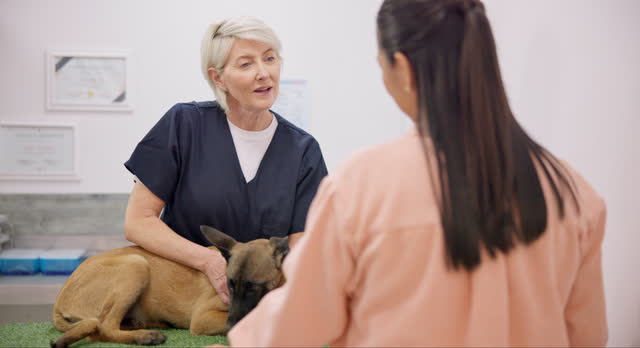 Vet, dog and mature woman talking, consulting and advice on medical support, clinic care or healthcare service. Veterinary, consultation or hospital veterinarian helping client, healing pet or animal