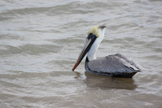 istock pelican a large water bird 1997617002