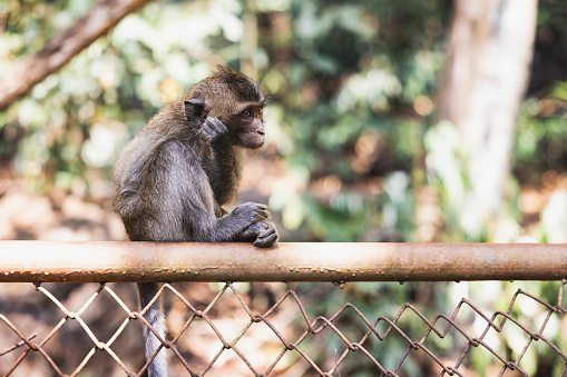 monkeys at wat tham sua(tiger cave temple), krabi province