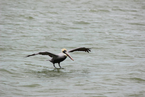 istock pelican a large water bird 1997619117